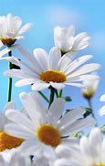 Image result for 50 Most Beautiful Flowers