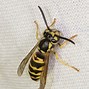 Image result for Yellowjacket