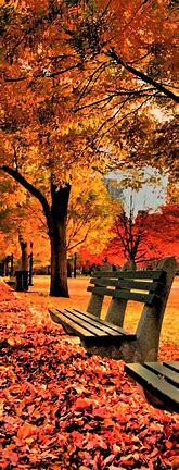 Image result for Fall Phone Wallpaper Pretty Graphics