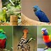 Image result for Beautiful Tropical Birds