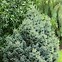 Image result for Picea glauca Cecilia