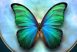 Image result for Butterfly 3000 HD
