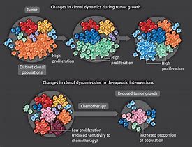 Image result for Cell Phenotype