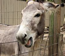 Image result for Donkey Behind