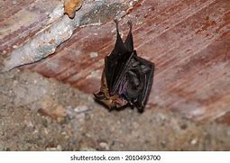 Image result for Horseshoe Bat Baby