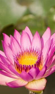 Image result for Lotus Flower Wallpaper iPhone 6