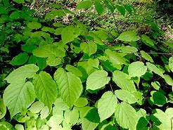 Image result for Aralia racemosa