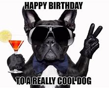 Image result for Funny Birthday Cool Dog