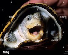 Image result for Claudius Kinosternidae