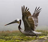 Image result for Pelican iM2950