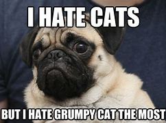 Image result for I Hate Cats Meme
