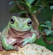 Image result for White Tree Frog Cute