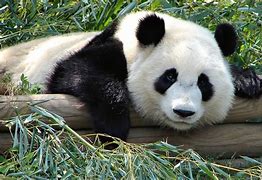 Image result for Laughing Panda