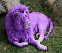 Image result for Funny!!! Lion