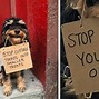 Image result for Dog Activists Puns