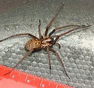 Image result for What Is the Biggest Spider in the UK