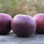 Image result for Newton Pippin Apples