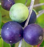 Image result for Blue Grape Tree