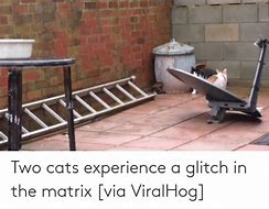 Image result for Matrix Cat Memes