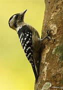 Image result for Dendrocopos canicapillus