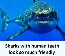 Image result for Be a Shark Meme