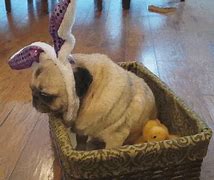 Image result for Funny Easter GIF Bunny Memes