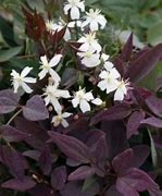 Image result for Clematis recta JS Finishing Touch
