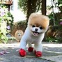 Image result for Funny Pups