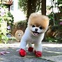 Image result for Cute Pets