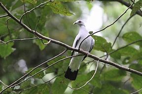 Image result for Rarest Bird On Earth