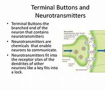 Image result for Terminal Buttons