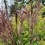 Image result for Miscanthus sinensis Red Chief