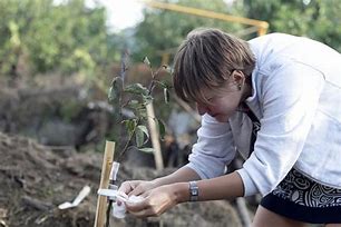 Image result for Planting Fruit Trees