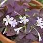 Image result for Oxalis triangularis Irish Mist