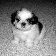 Image result for Cute Shih Tzu Puppy