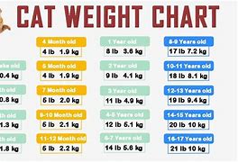 Image result for Cat Weight Chart OH Lawd He Comin