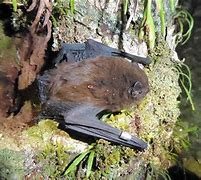 Image result for Long-Tailed Bat