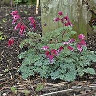 Image result for Dicentra Burning Hearts