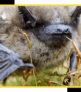 Image result for Bat Exterminator Funny