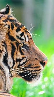 Image result for iPhone Windows 11 Wallpaper Tiger