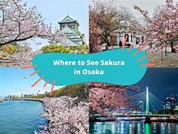 Image result for Japan Osaka Sakura