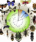Image result for Insect Evolution