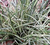 Image result for Ophiopogon japonicus Silver Dragon