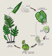 Image result for Fern Life Cycle