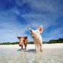 Image result for Bahamas Pigs Vertical