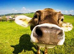 Image result for Funny Cow Face