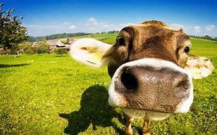 Image result for Funny Cow Smiling