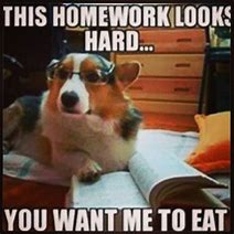 Image result for mathematics tests memes dogs