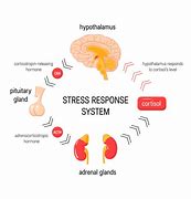 Image result for Brain Anatomy Stress