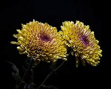 Image result for Chrysanthemum Black Wallpaper